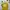 Streetwear T-shirt Wanita yellow photo 5