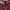 Forever 21 Y2K Crop top Wanita burgundy red photo 2