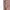 Vintage Streetwear Pria burgundy brown photo 4