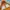 NII Sportswear Casual Windbreaker Pria white orange photo 3