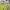 Adidas Streetwear T-shirt Pria green photo 3