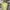 Adidas Streetwear T-shirt Pria green photo 1