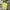 Adidas Streetwear T-shirt Pria green photo 2