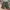 Carhartt Casual Short Pria green photo 1