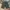 Carhartt Casual Short Pria green photo 3