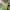 Crocodile Streetwear Polo shirt Pria green photo 1