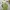 Crocodile Streetwear Polo shirt Pria green photo 5