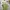 Crocodile Streetwear Polo shirt Pria green photo 4