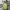 Crocodile Streetwear Polo shirt Pria green photo 2