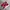 Adidas Casual Sneakers Pria red photo 1