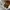 Carhartt Streetwear Skater Hat Pria brown photo 1