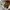 Carhartt Streetwear Skater Hat Pria Brown
