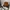 Carhartt Streetwear Skater Hat Pria brown photo 5