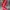 Adidas Casual Sweatpants & Joggers Pria red photo 1