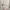 Coquette Maxi dress Wanita pink photo 1