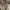 Steve Madden Luxury Casual Wanita cream photo 5