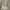 Steve Madden Luxury Casual Wanita cream photo 4