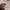 Dickies Vintage Sportswear Hoody Pria white photo 4