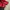 Nike Streetwear Y2K Windbreaker Pria red photo 5
