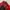 Nike Streetwear Y2K Windbreaker Pria red photo 4