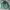Patagonia Vintage Puffer jacket Pria green photo 1