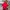 Tommy Hilfiger Streetwear Polo shirt Pria red photo 2