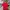 Tommy Hilfiger Streetwear Polo shirt Pria red photo 1