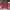 Champion Casual Sweatshirt Pria burgundy photo 2