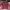 Champion Casual Sweatshirt Pria Burgundy
