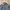Lacoste Streetwear Formal Shirt Pria Blue