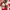 Adidas Casual Sneakers Pria red photo 5
