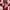 Adidas Casual Sneakers Pria red photo 1