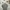 Converse Streetwear Polo shirt Pria gray photo 4