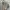 Converse Streetwear Polo shirt Pria gray photo 3