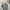 Converse Streetwear Polo shirt Pria gray photo 5