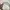 Guess Vintage Coquette Handbag Wanita pink cream photo 4