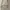 Guess Luxury Casual Wanita cream photo 4