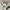 Polo Ralph Lauren Vintage Luxury Polo shirt Pria white photo 5
