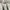 Polo Ralph Lauren Vintage Luxury Polo shirt Pria white photo 6