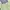 Coquette Crop top Wanita green photo 2