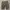 Vintage Short Pria brown photo 2