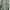 Kapital Kountry Casual Jeans Pria green photo 8
