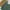 Minimalist Crop top Wanita green photo 1