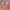 Forever 21 Casual Summer dress Wanita brown photo 1