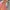 Forever 21 Casual Summer dress Wanita brown photo 4