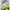 CurlySue Y2K Crop top Wanita white yellow photo 2