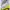 CurlySue Y2K Crop Top Wanita White Yellow