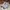 Nike Sportswear Sneakers Pria white tan photo 3