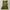 BCBG Max Azria Vintage Y2K Cami top Wanita green photo 2