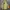 Kensho Abe Streetwear Sportswear Windbreaker Wanita Green Khaki
